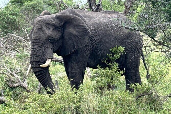 Private Tour to Aquila Game Reserve in Cape Town - see the Big5 - The 2–3 hour ranger-led Big 5 game drive: where the day earns its keep
