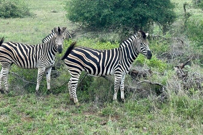 Private Tour to Aquila Game Reserve in Cape Town - see the Big5 - Photo tips that fit the actual flow of this tour