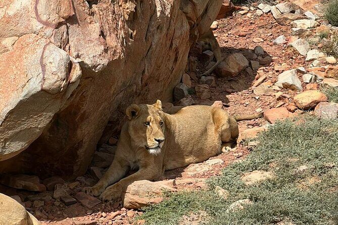 Private Tour to Aquila Game Reserve in Cape Town - see the Big5 - The Tunnel (N1 toll route) and the Du Toitskloof drive: comfort plus quick scenery