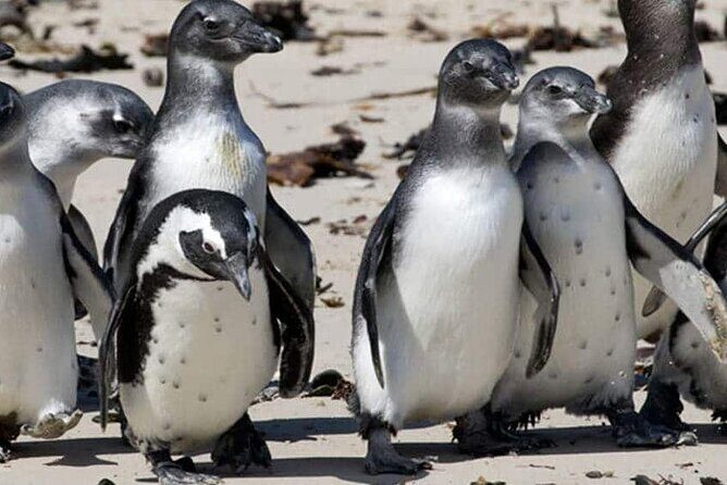 Private Tour to Robben Island and Cape Point in Cape Town - Who this tour suits best