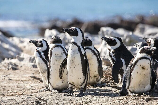 Private Tour: Whale Watching Shared Boat Trip from Cape Town - Turning Cape Town into a wildlife day: the scenic drive to Hermanus