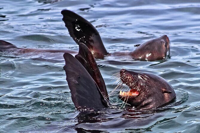Private Tour: Whale Watching Shared Boat Trip from Cape Town - Hermanus between the boat and the penguins: lunch choices and wine stop timing