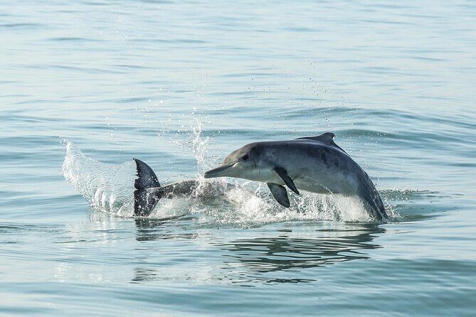 Private Tour: Whale Watching Shared Boat Trip from Cape Town - Betty’s Bay penguins at Stony Point: included time in a quieter spot