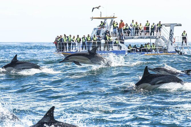Private Tour: Whale Watching Shared Boat Trip from Cape Town - Price and value: what $176 buys, plus the costs you should expect