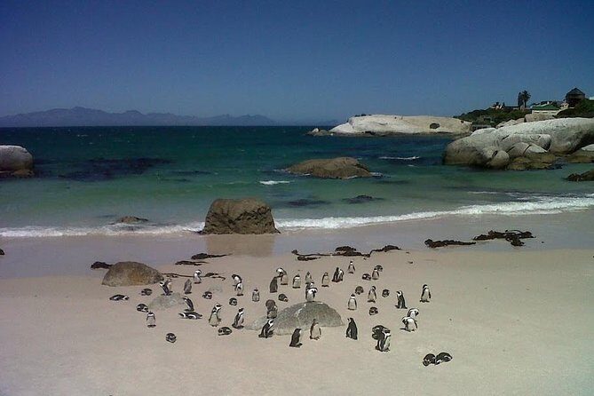 Private Tour with Wine Expert to Cape of Good Hope & Constantia Wine Region - Through Simon’s Town to the Cape of Good Hope Sign and Lighthouse Area