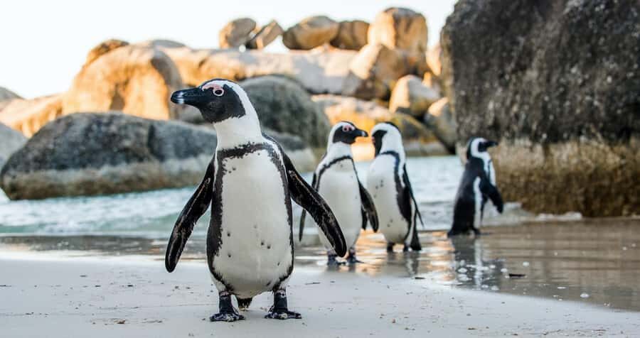Private Tour:Cape of Good Hop>Chapman’s >Penguin>Seal island - Key Highlights Worth Marking on Your Map