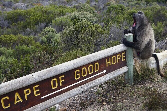 Private Tour:Cape of Good Hop>Seal island>Chapman’speak &Penguins - Why this Cape Peninsula route works without a rental car