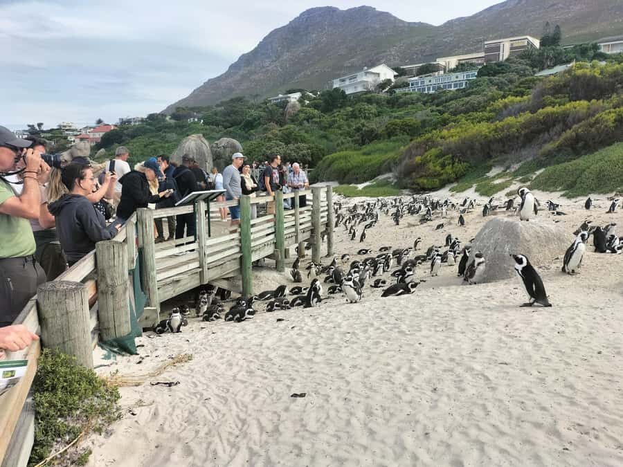 Private Tour:Cape Peninsula &Penguin Beach, Cape Point &more - Key points to know before you go