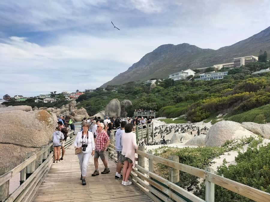 Private Tour:Cape Peninsula &Penguin Beach, Cape Point &more - Hout Bay and the optional Seal Island cruise