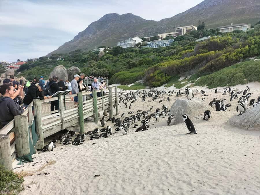 Private Tour:Cape Peninsula &Penguin Beach, Cape Point &more - Where Muizenberg fits in (and why it still matters)