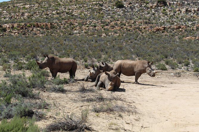 Private Transfer to Safari Big 5 at Aquila from Cape Town Excluding Entry Fees - Why this Aquila Big Five transfer makes sense from Cape Town