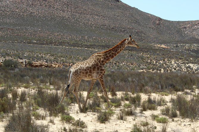 Private Transfer to Safari Big 5 at Aquila from Cape Town Excluding Entry Fees - De Doorns, Hex Valley, and the solar farm view you do not want to miss