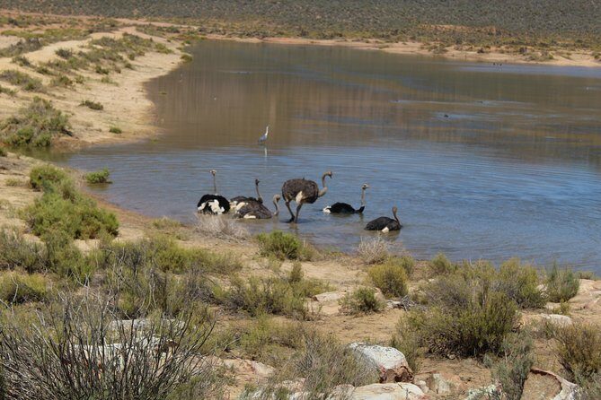 Private Transfer to Safari Big 5 at Aquila from Cape Town Excluding Entry Fees - Price and value: what $182.27 covers, and what to budget at Aquila