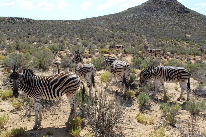 Private Transfer to Safari Big 5 at Aquila from Cape Town Excluding Entry Fees - Arriving at Aquila: cool drinks, breakfast timing, and safari start