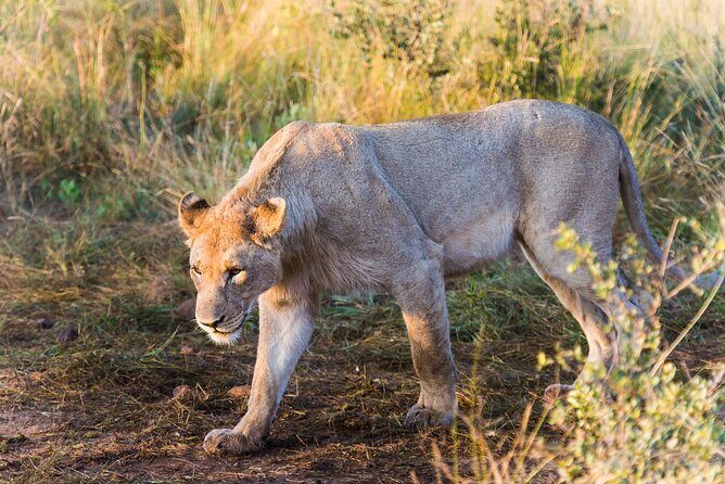 Private Ultimate Pilanesberg Safari from Johannesburg - The Guide and Driver Factor: Why Private Feels Different