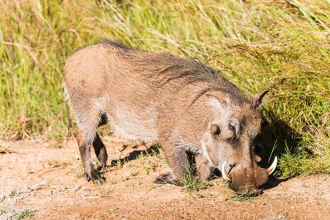 Private Ultimate Pilanesberg Safari from Johannesburg - Comfort and Vehicle Setup: Air-Conditioned Transfers Plus Open Sightlines