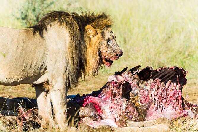Private Ultimate Pilanesberg Safari from Johannesburg - Price ($491.42) and Whether It’s Good Value