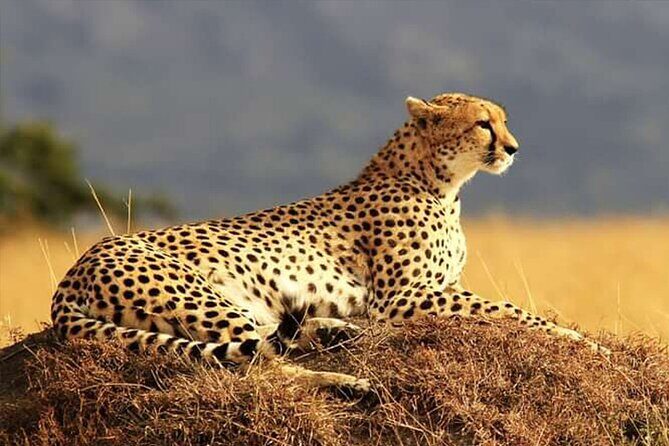 Private Ultimate Pilanesberg Safari from Johannesburg - The 7:30 Start, Pickup, and How the Day Flows