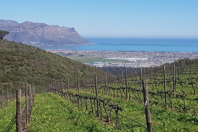 Private Wine Tasting Tour in Constantia, Cape Town - Key things I think you’ll like about this Constantia wine tour