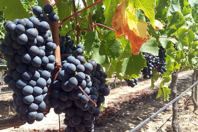 Private Wine Tasting Tour in Constantia, Cape Town - Morning Pick-Up in Cape Town: why the 9:00 start feels like a win