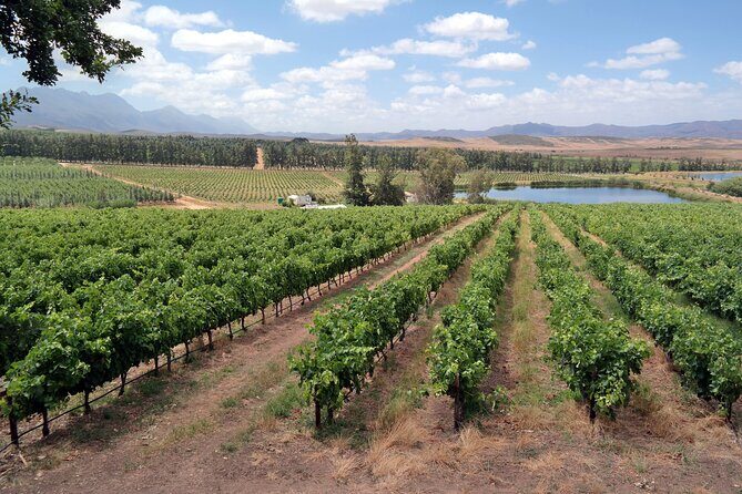 Private Wine Tasting Tour in Constantia, Cape Town - Who should book this private Constantia tour (and who might skip it)