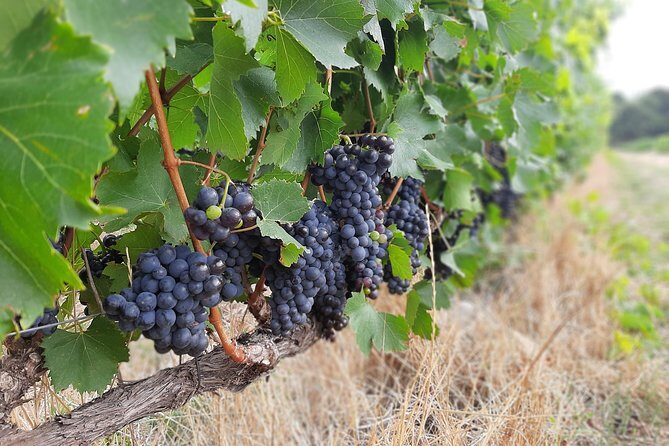 Private Wine Tour of Stellenbosch, Franschhoek and Paarl - Why This Winelands Wine Day Feels Like It Was Built for You