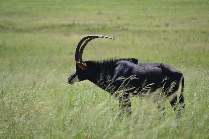 Rhino and Lion Park Guided Tour from Johannesburg - A 3-Hour Safari With Pickup: What You’re Signing Up For