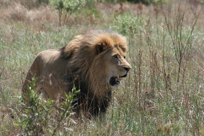 Rhino and Lion Park Guided Tour from Johannesburg - Predator Camps and the Best Photo Moments for Big Cats