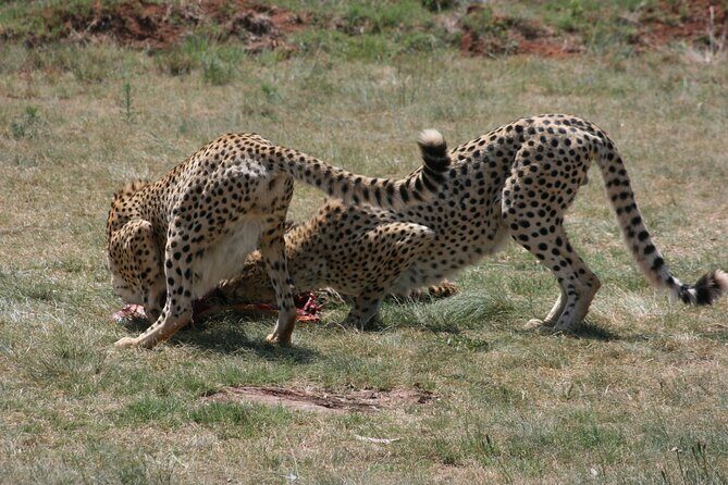 Rhino and Lion Park Guided Tour from Johannesburg - Price and Timing: Getting Value From $86.55