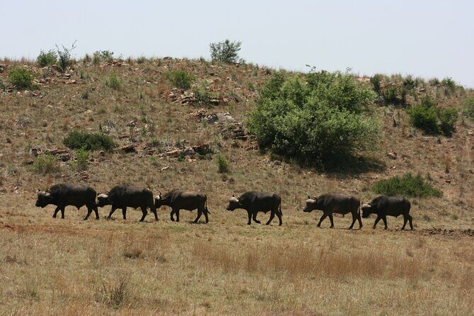 Rhino and Lion Park Guided Tour from Johannesburg - Who This Tour Fits Best (and Who Might Want Something Longer)