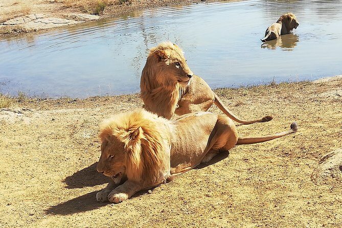 Rhino and Lion Park Half Day Safari from Johannesburg - Half-Day Safari Timing: What Your 5 Hours Actually Feel Like