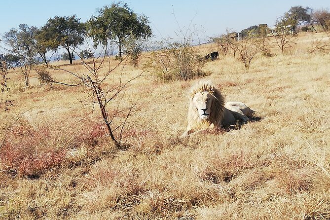 Rhino and Lion Park Half Day Safari from Johannesburg - What You’ll See (and What You Should Expect Realistically)