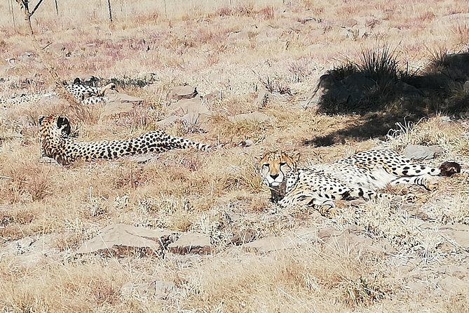Rhino and Lion Park Half Day Safari from Johannesburg - Snacks, Water, and What to Bring for a Comfort-Focused Safari