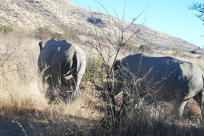 Rhino and Lion Park Half Day Safari from Johannesburg - Getting to Rhino and Lion Park From Johannesburg Without Driving