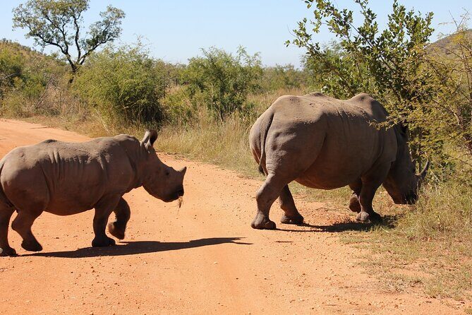 Rhino and Lion Park Safari Tour - Key reasons this safari feels worth the time