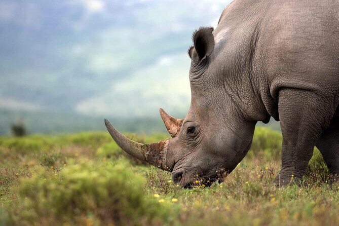 Rhino and Lion Park Safari Tour - The main event: Rhino and Lion Nature Reserve game drive timing that doesn’t waste daylight