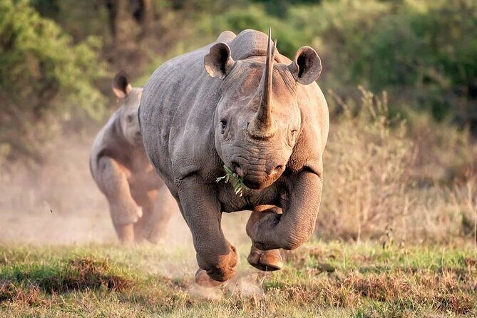 Rhino and Lion Park Safari Tour - Open safari truck time: why those 2 hours matter for spotting and photos