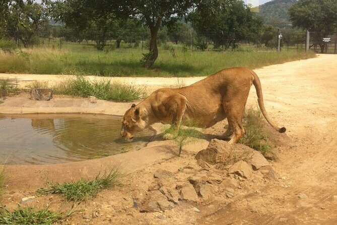 Rhino and Lion Park Safari Tour - Guided insights that connect wildlife to Johannesburg history