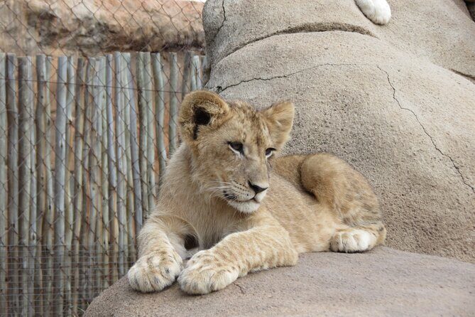 Rhino and Lion Park Safari Tour - Price and value: is $114.03 a fair deal for this 5-hour safari?