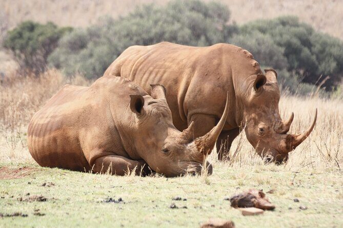 Rhino and Lion Park Safari Tour - Getting there: pickup, air-conditioned comfort, and a group capped at 9