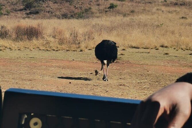 Rhino And Lion Safari with Wondercave Tour - Rhino and Lion Safari plus the Wildlife Centre experience