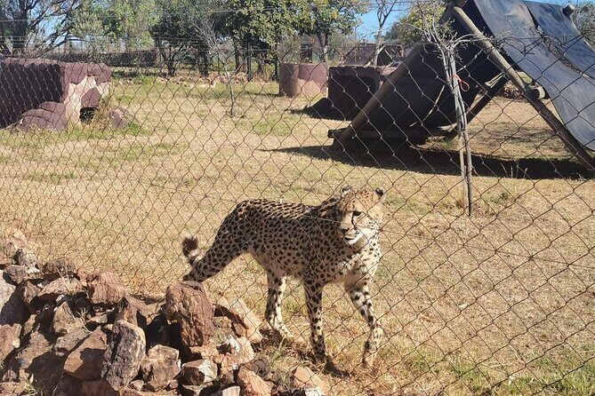 Rhino And Lion Safari with Wondercave Tour - Price and value: is $168.03 a good deal?