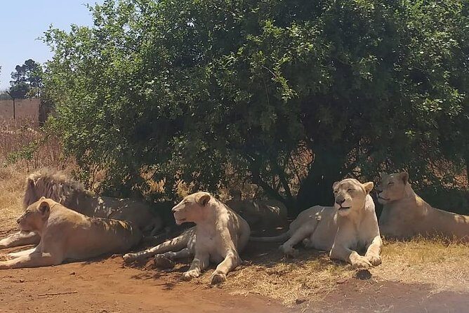 Rhino & Lion Nature Reserve - A half-day safari that fits real life near Johannesburg