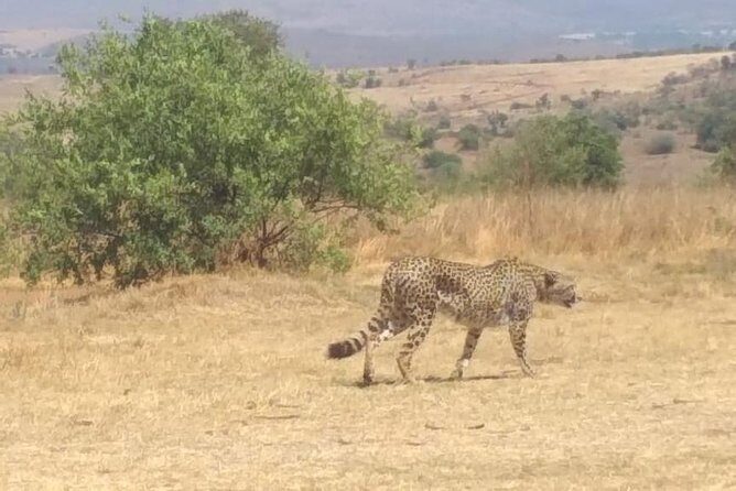 Rhino & Lion Nature Reserve - Close encounters with lion and tiger cubs: exciting, but go with the rules