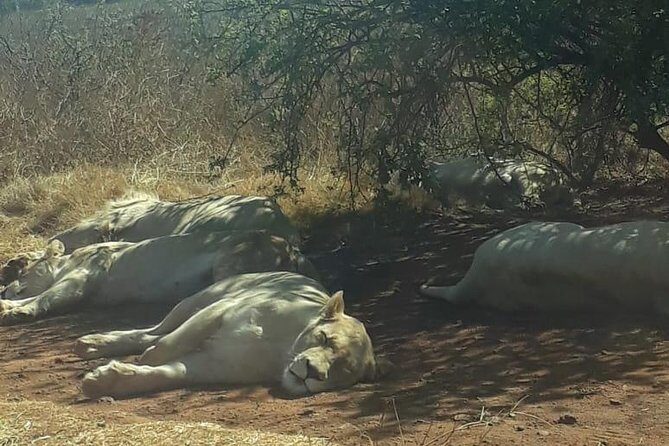 Rhino & Lion Nature Reserve - Wonder Cave: the geology stop you’ll actually remember
