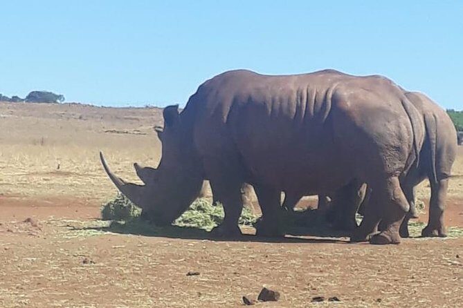 Rhino & Lion Nature Reserve - Guides and service: how your day gets smoother