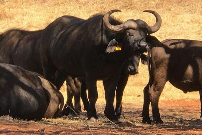 Rhino & Lion Nature Reserve - Price and value: what you’re really paying for