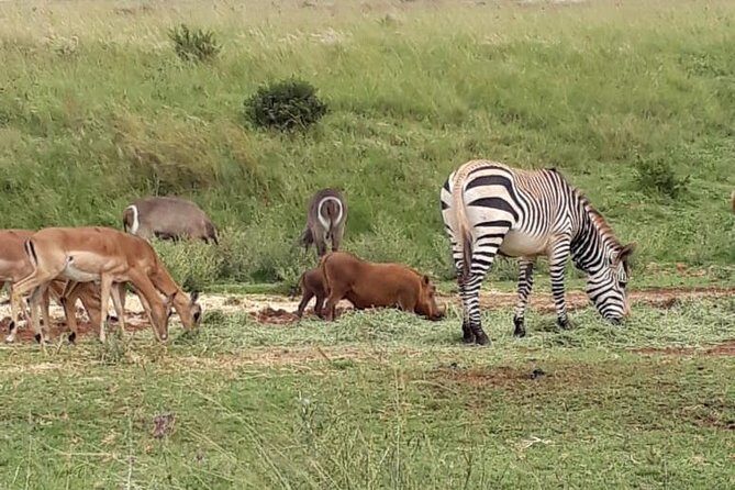 Rhino & Lion Nature Reserve - Timing and what to expect during the drive-and-see portion