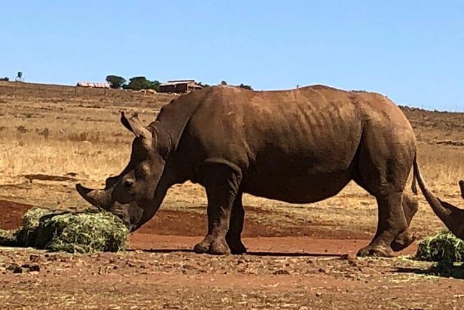 Rhino & Lion Nature Reserve - Rhino and Lion Nature Reserve: what you can realistically see