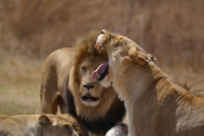 Rhino & Lion Park from Johannesburg - A quick hop: Johannesburg to Pretoria’s Rhino & Lion reserve